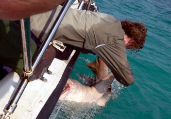 Shark tagging